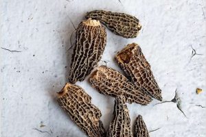 DriedMorel1 DriedMorel1